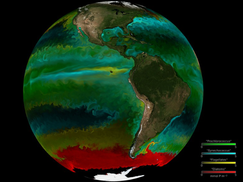 Distribution of phytoplankton the the world’s oceans