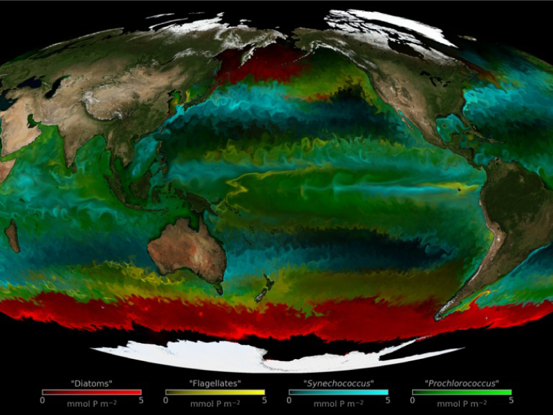 Distribution of four types of phytoplankton