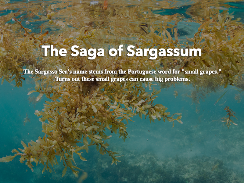 The Saga of Sargassum